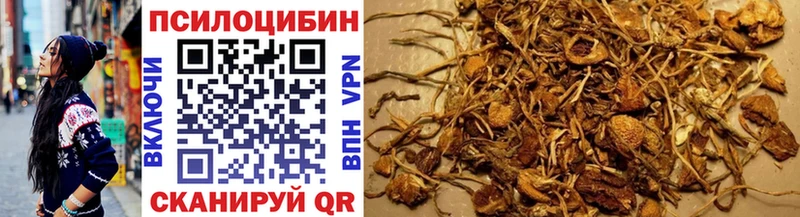 Купить  Абакан  Галлюциногенные грибы Psilocybine cubensis 
